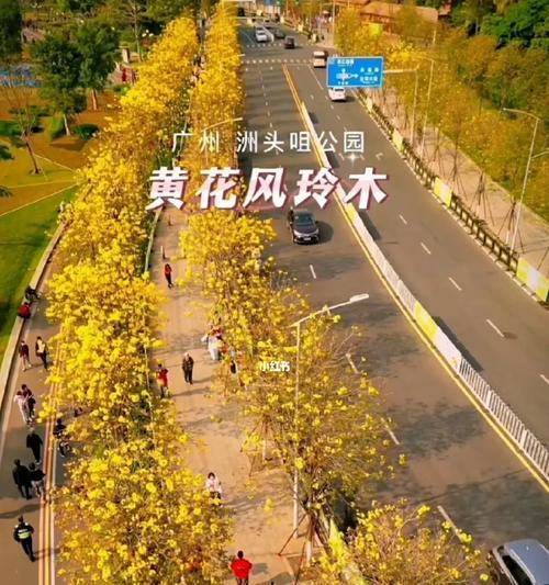 黄花风铃木的花语诗句是什么？