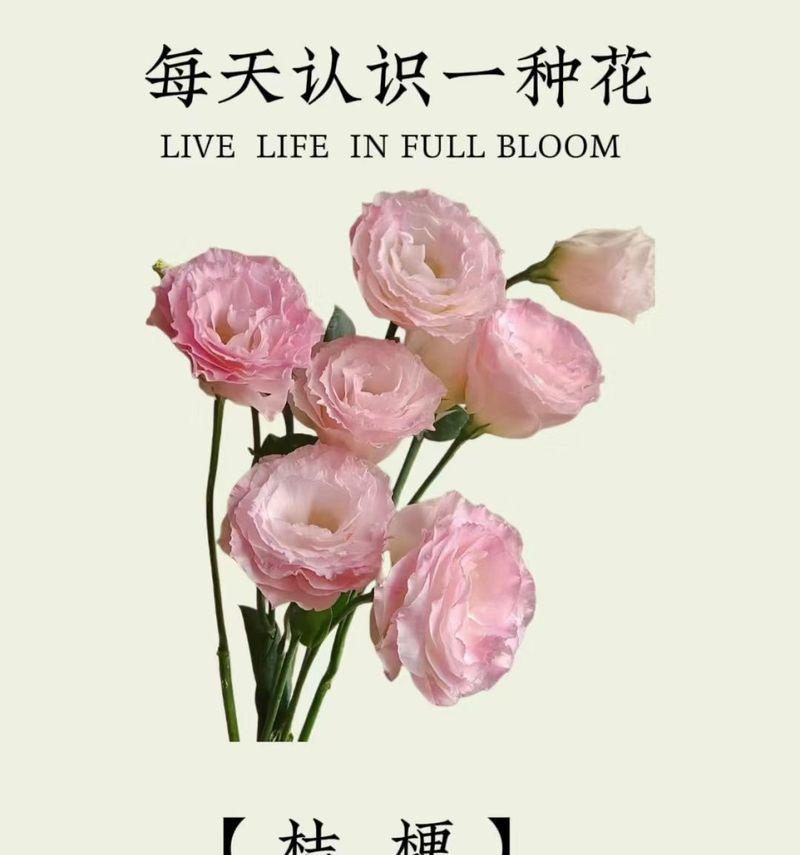 白桔梗的花语有哪些种类？