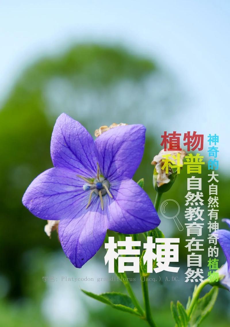 白桔梗的花语有哪些种类？