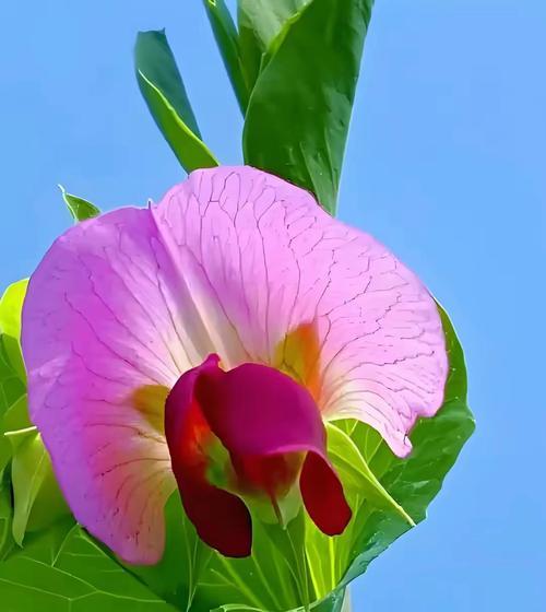 豌豆花的花语寓意是什么？它传达了怎样的情感？