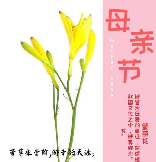 一支菊的花语代表什么？在送花时应注意什么？