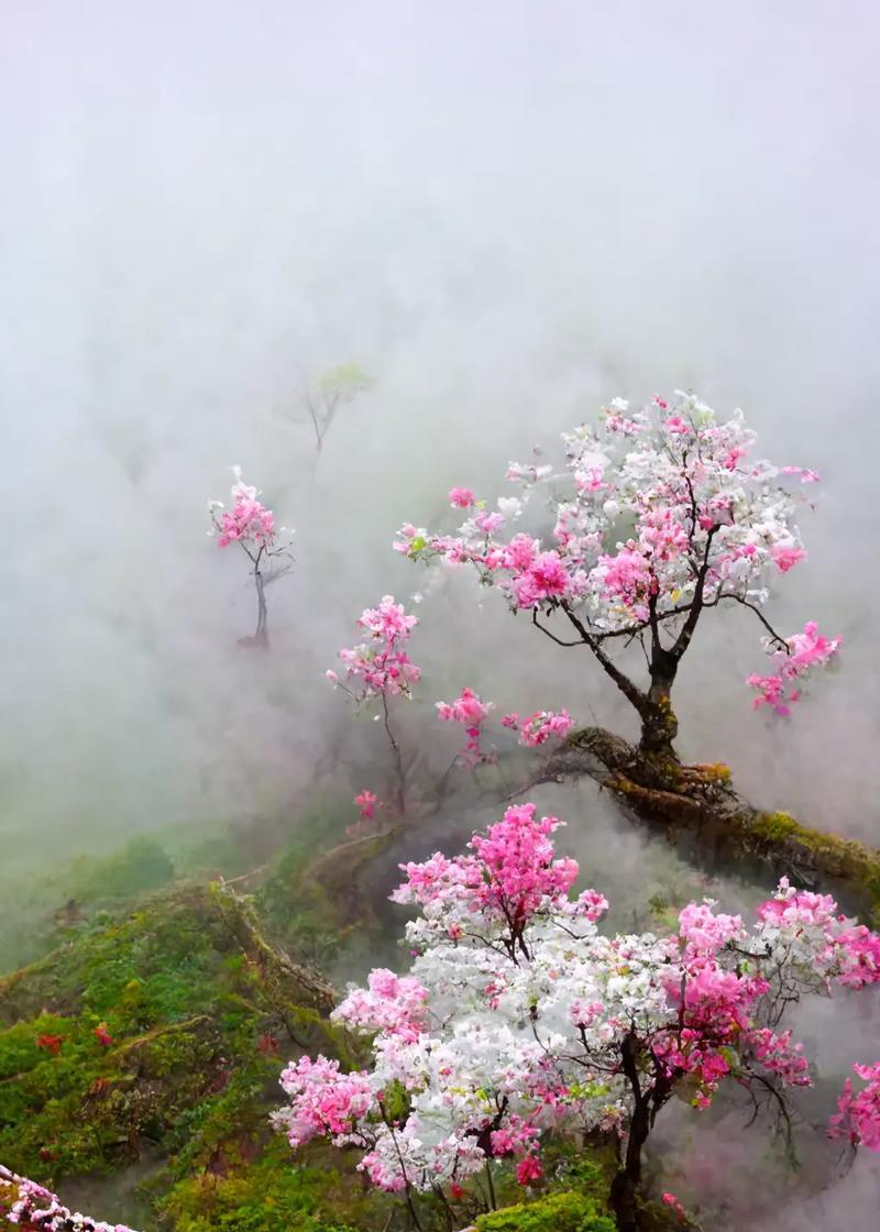 哪种树的花语代表传承文化？它象征着什么？