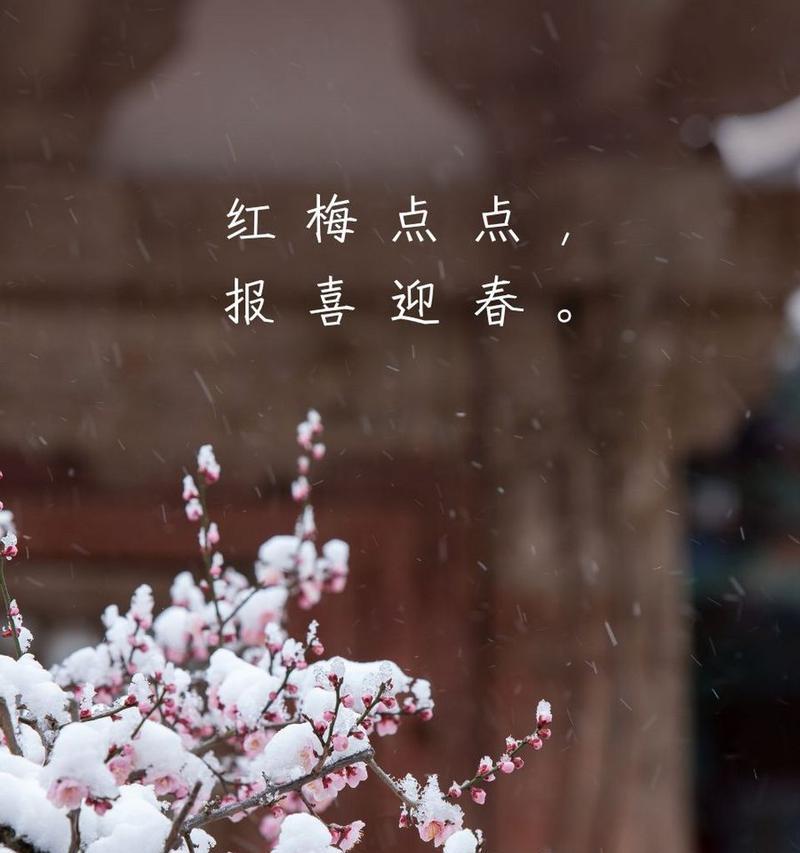 梅花的花语有哪些含义？
