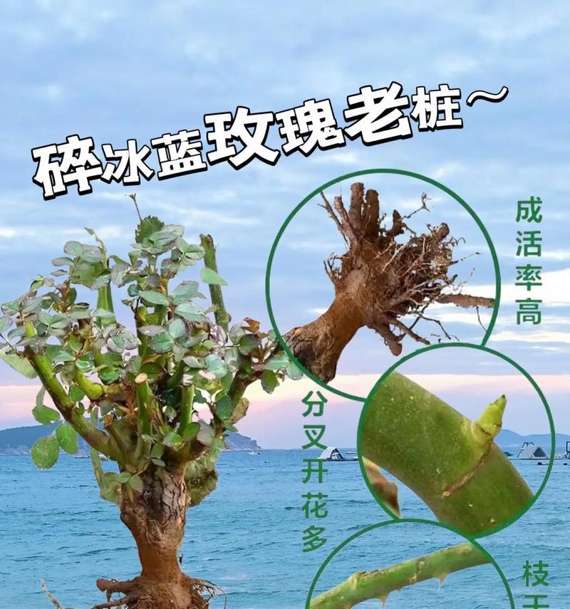 粉色玫瑰碎冰蓝代表什么？花语中有哪些是关于粉色玫瑰的？