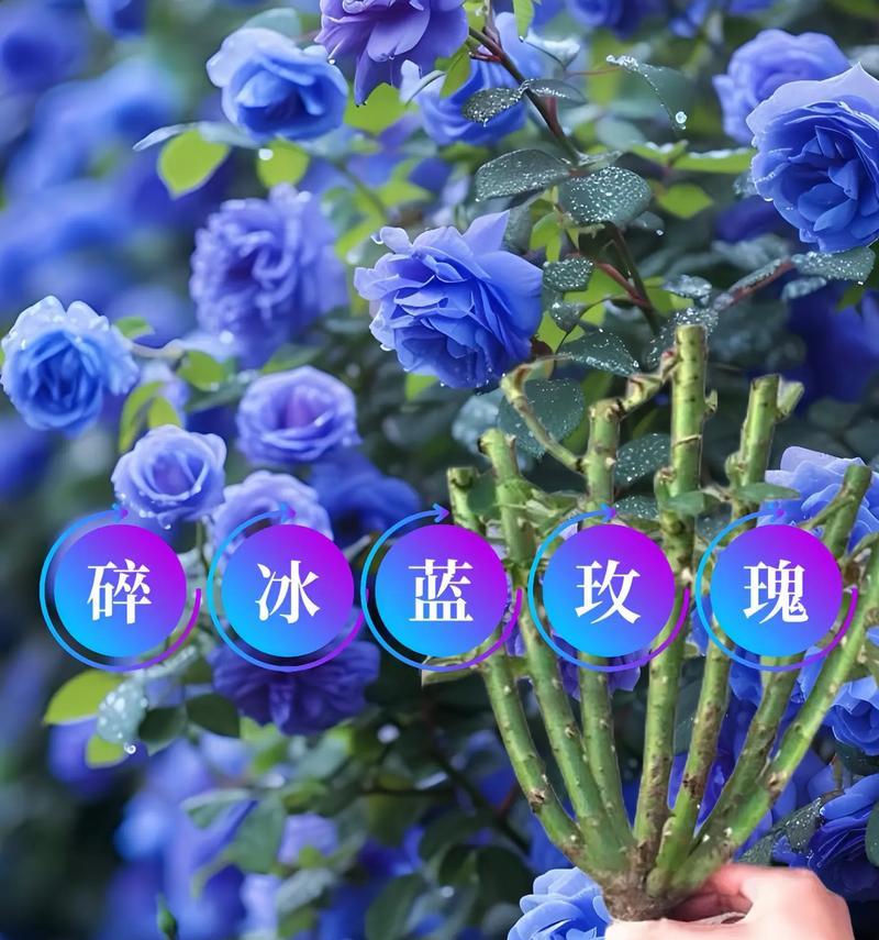 粉色玫瑰碎冰蓝代表什么？花语中有哪些是关于粉色玫瑰的？