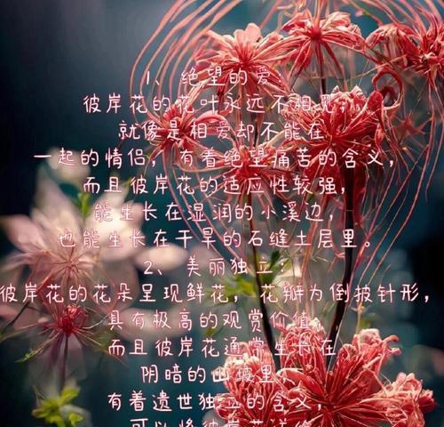 哪些花代表城市？它们的花语和寓意是什么？