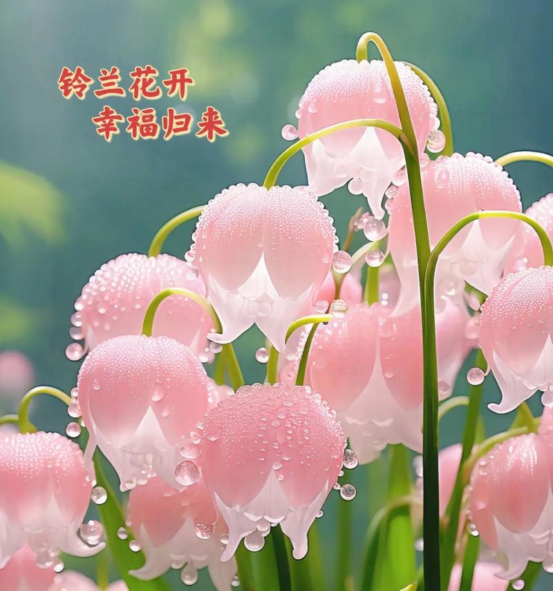 哪些花代表城市？它们的花语和寓意是什么？
