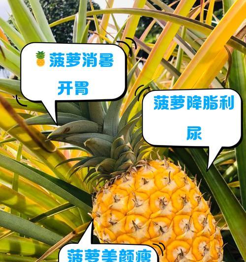 养菠萝叶的寓意和花语有何特别之处？