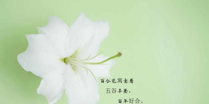 夏天有哪些花的花语相似？这些花语代表了什么？