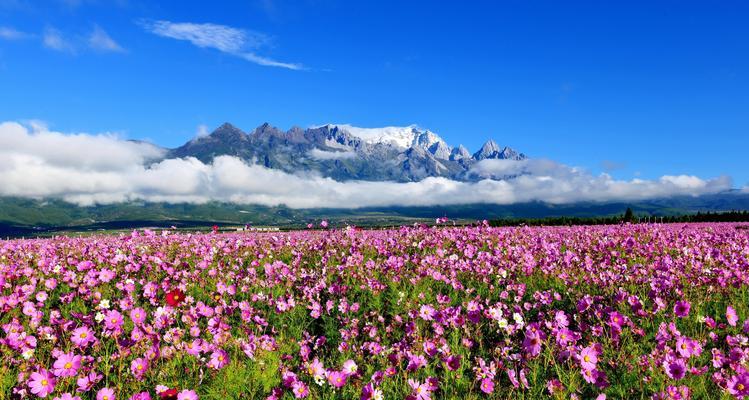 夏天有哪些花的花语相似？这些花语代表了什么？