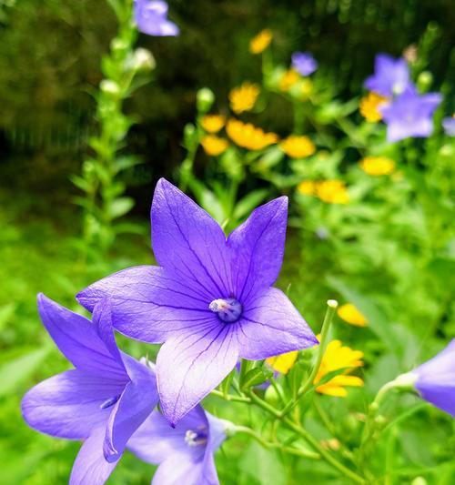 夏天有哪些花的花语相似？这些花语代表了什么？