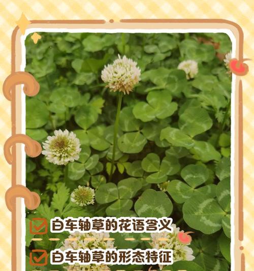 绿樱的花语含义有哪些？