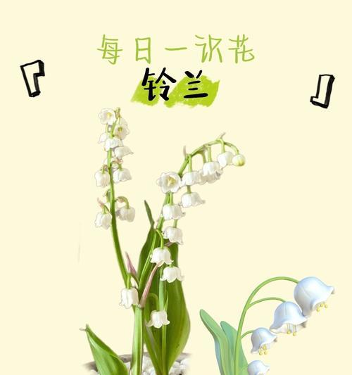 花语中代表幸运的含义是什么？