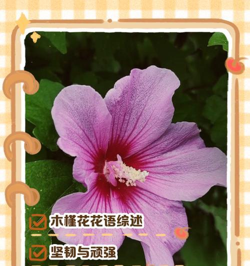 表达抱歉用什么花语形容？哪种花代表歉意？