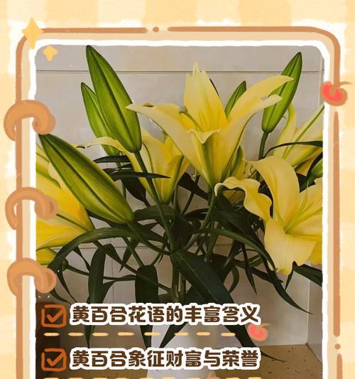 表达抱歉用什么花语形容？哪种花代表歉意？