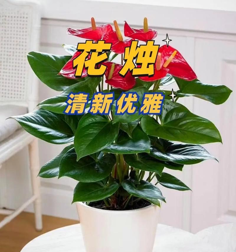 小三的爱花语具体是什么？