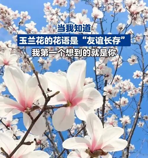 玉兰花的花语是什么？它在文化中代表什么意义？