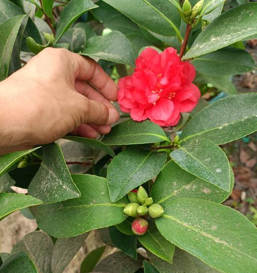 季花的花语代表什么意义？