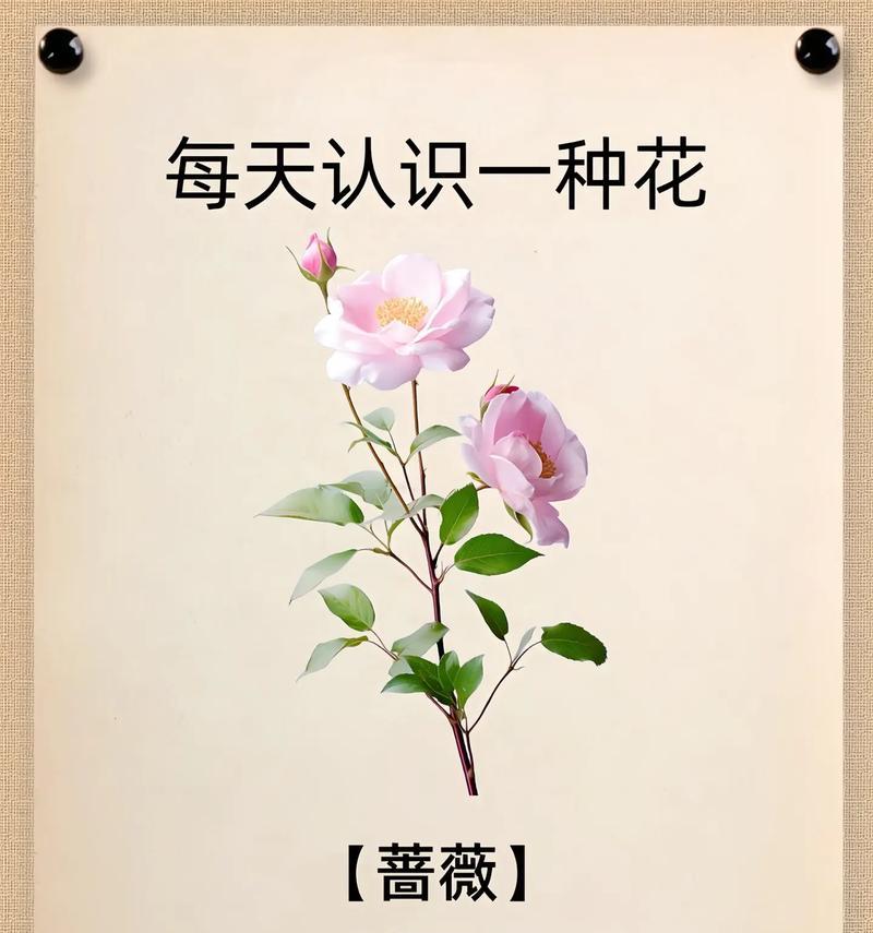 季花的花语代表什么意义？