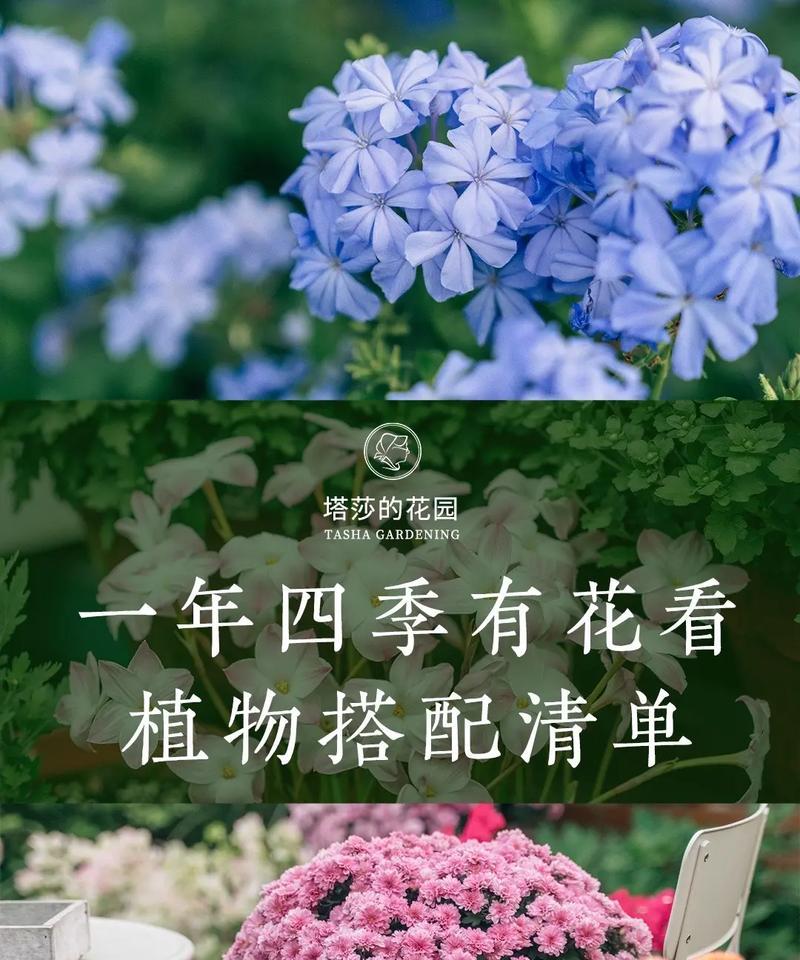 季花的花语代表什么意义？