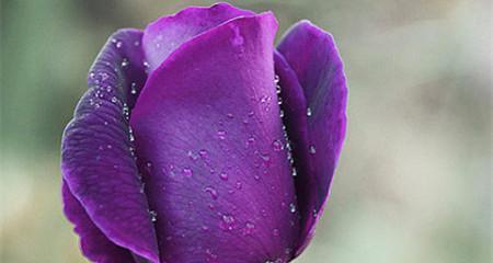 玫瑰花小发圈紫色代表什么？紫色玫瑰花的花语是什么？