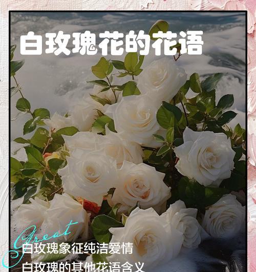 11朵白玫瑰花语是什么？为什么选择11朵白玫瑰？