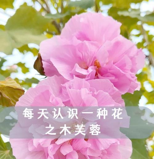 十种花的花语分别代表什么？