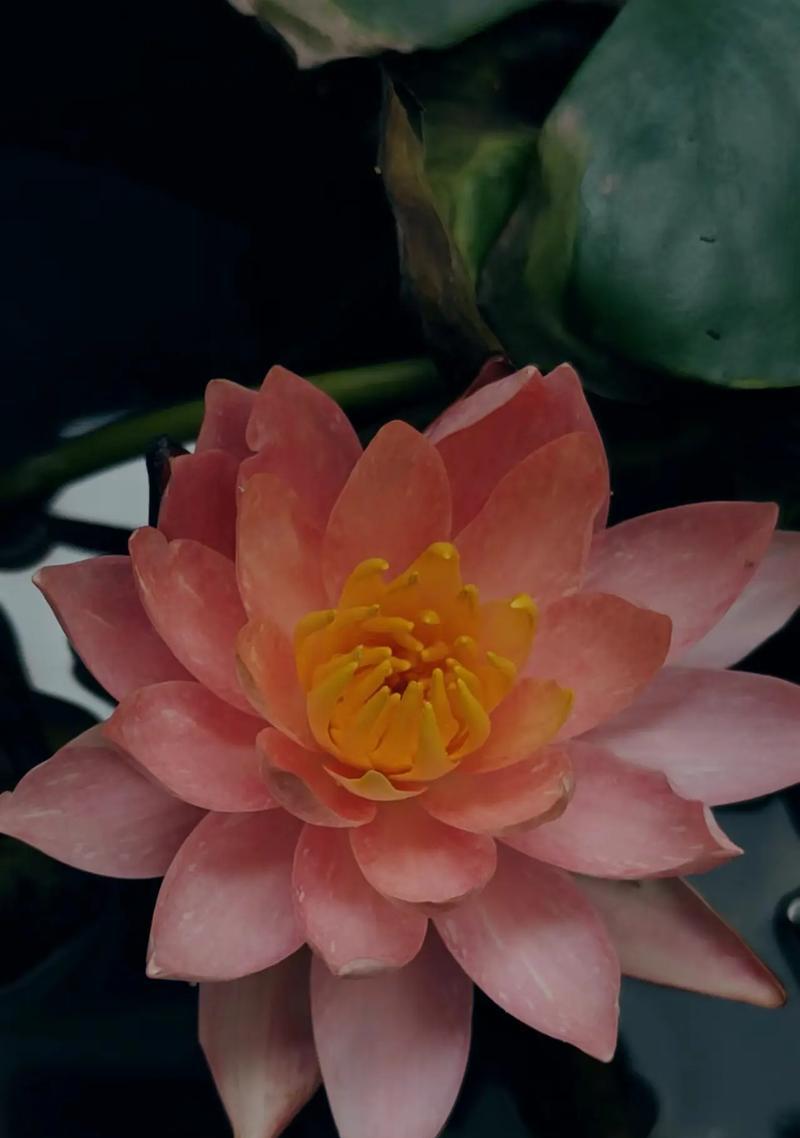睡莲的花语和寓意有何深意？