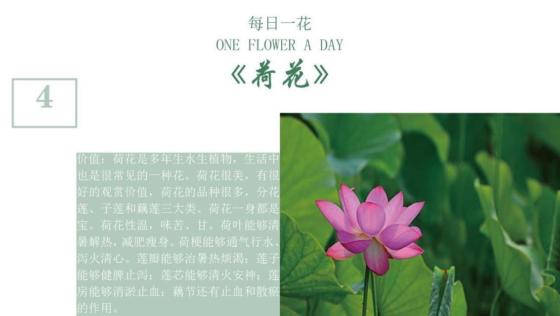 睡莲的花语和寓意有何深意？