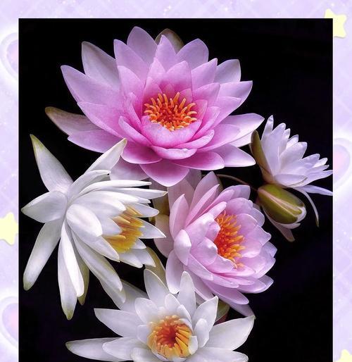 睡莲的花语和寓意有何深意？
