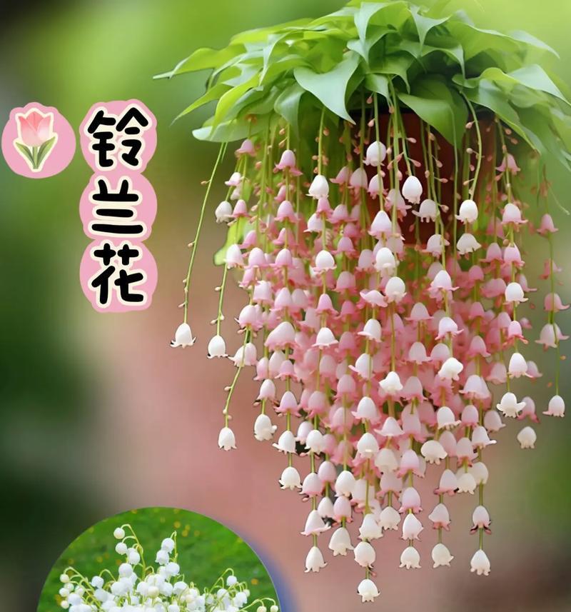 铃兰花语应该搭配什么？它在花语文化中有何特别的寓意？