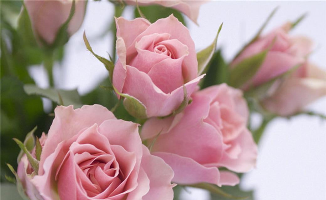 接女友回家时应选择哪种花？花语如何表达欢迎？