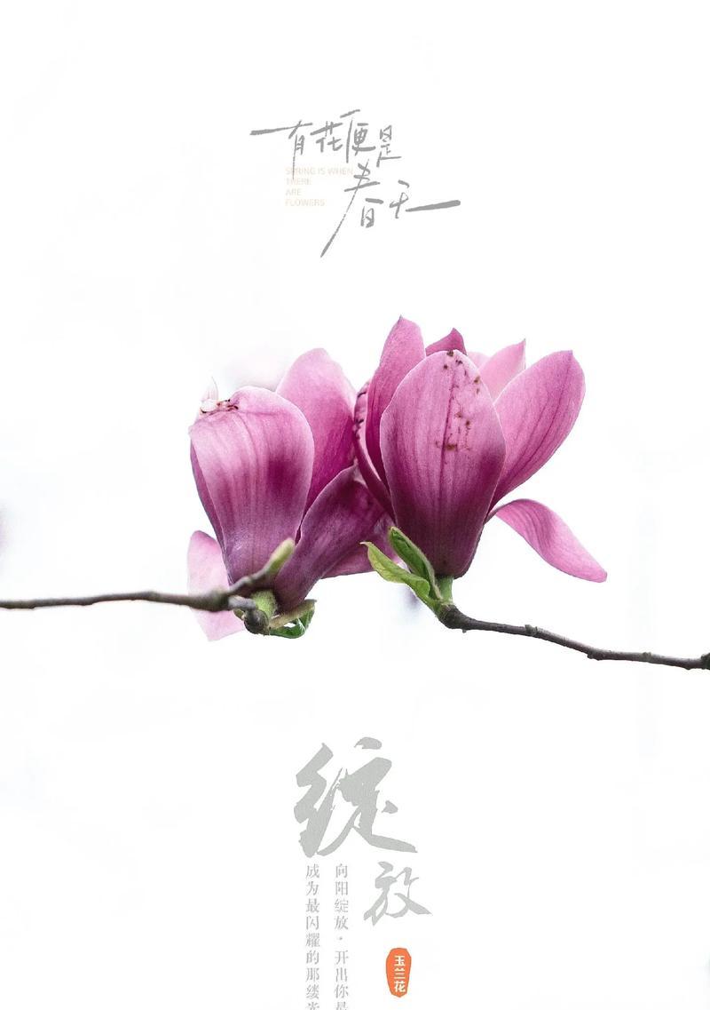 接女友回家时应选择哪种花？花语如何表达欢迎？
