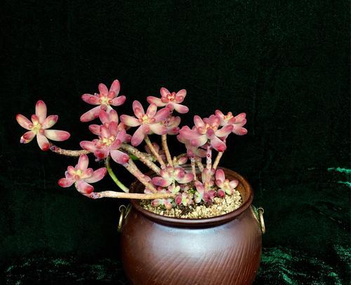 白星的花语是什么？它寓意着什么？