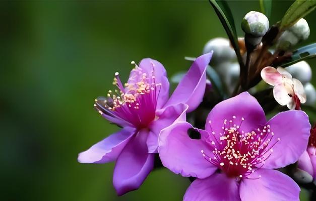 诡异花语是什么意思？播放诡异花语的含义是什么？