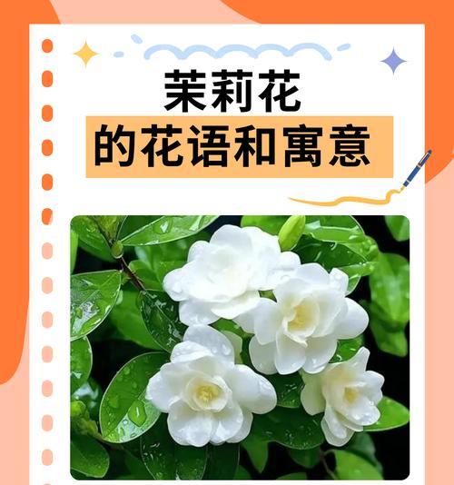 哪种花语给人以清新的感觉？