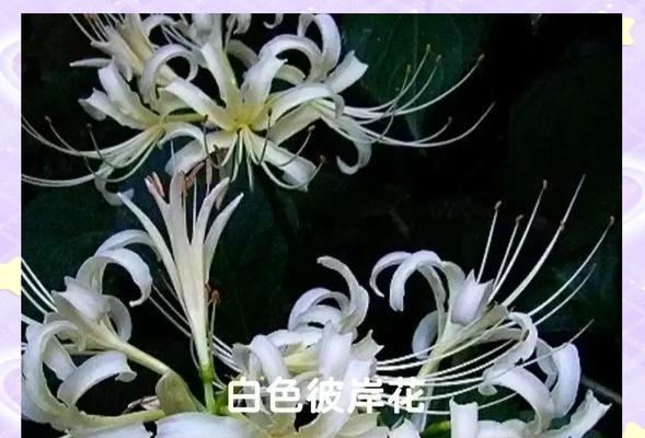 哪种花语给人以清新的感觉？