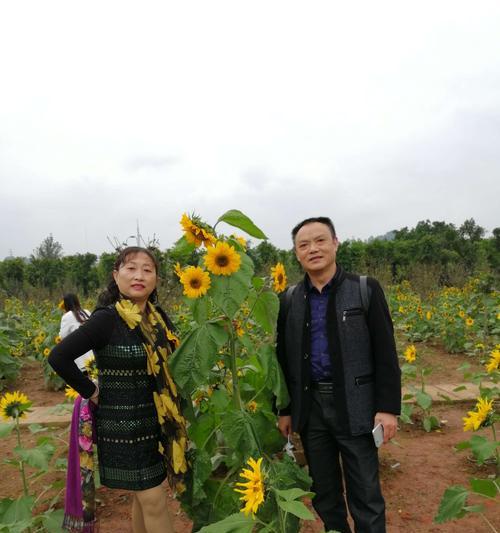 张国立拍戏摔倒花语是什么？摔倒在影视作品中有何花语？