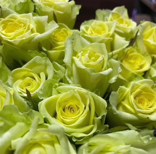 绿色玫瑰花的花语是什么？绿色玫瑰代表了什么？