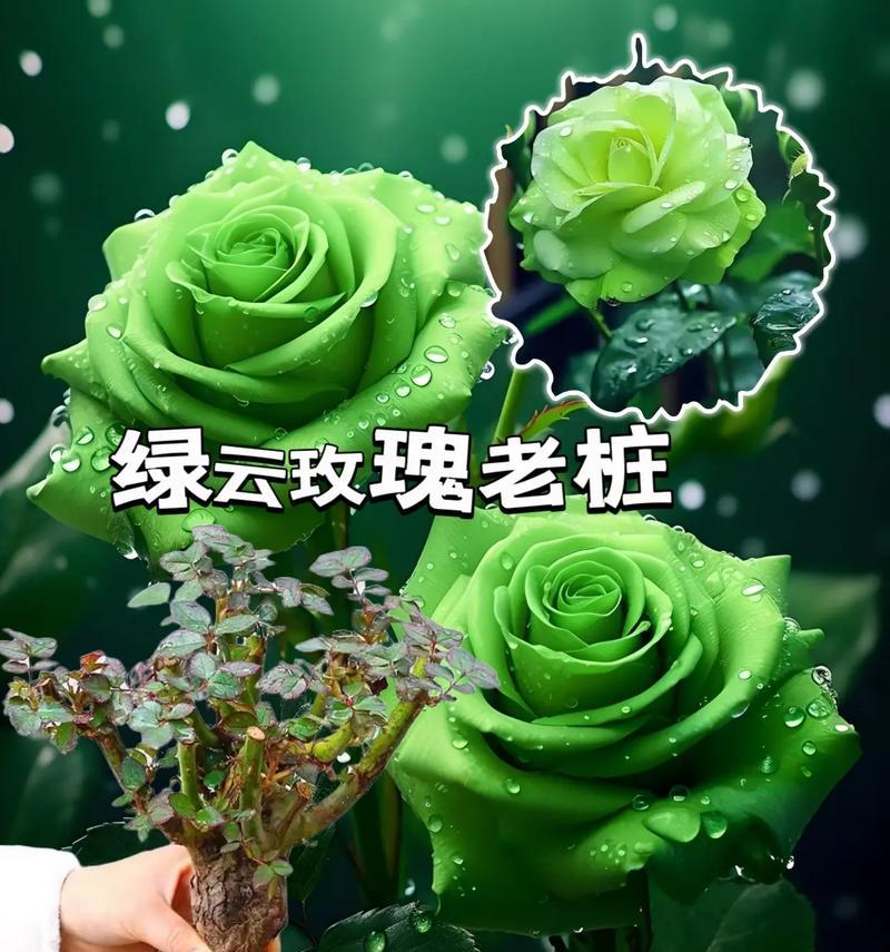 绿色玫瑰花的花语是什么？绿色玫瑰代表了什么？