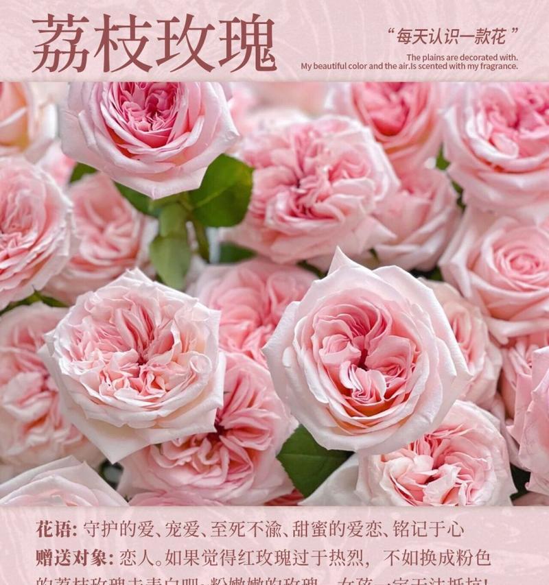 哪种花的花语暗含爱恋？