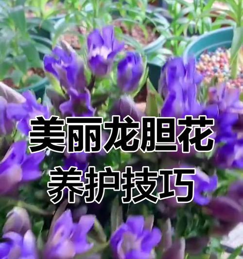 龙胆花的花语代表什么？