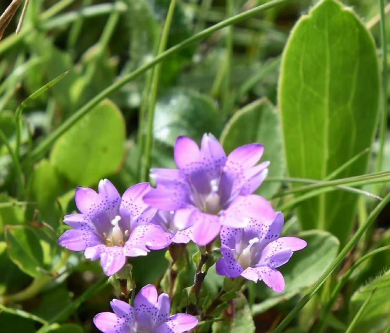 龙胆花的花语代表什么？
