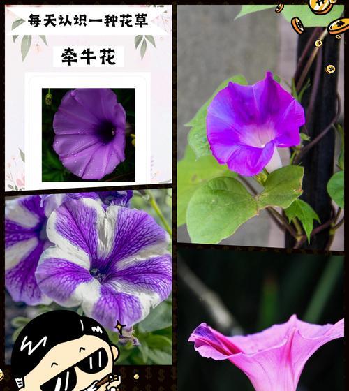 南花的花语和寓意有哪些？南花在花语中代表了什么？