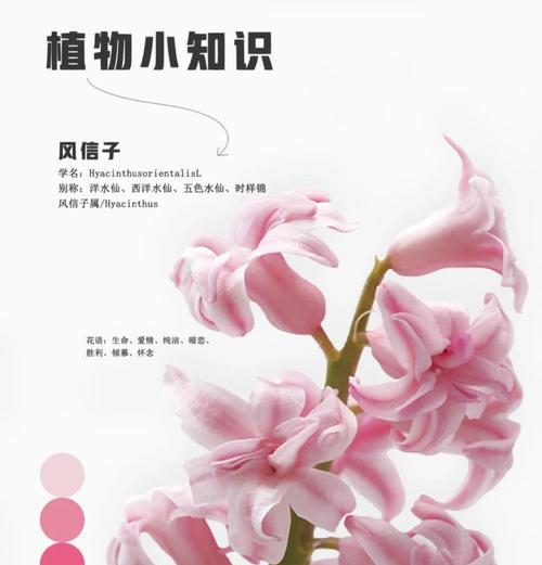 蒜头辣椒的花语有何深意？适合表达什么情感？