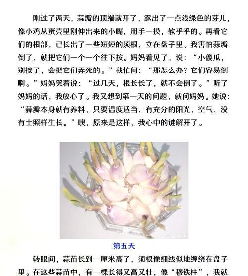 蒜头辣椒的花语有何深意？适合表达什么情感？