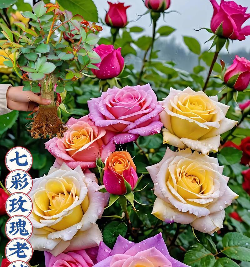 五种颜色玫瑰分别代表什么？它们的花语是什么？
