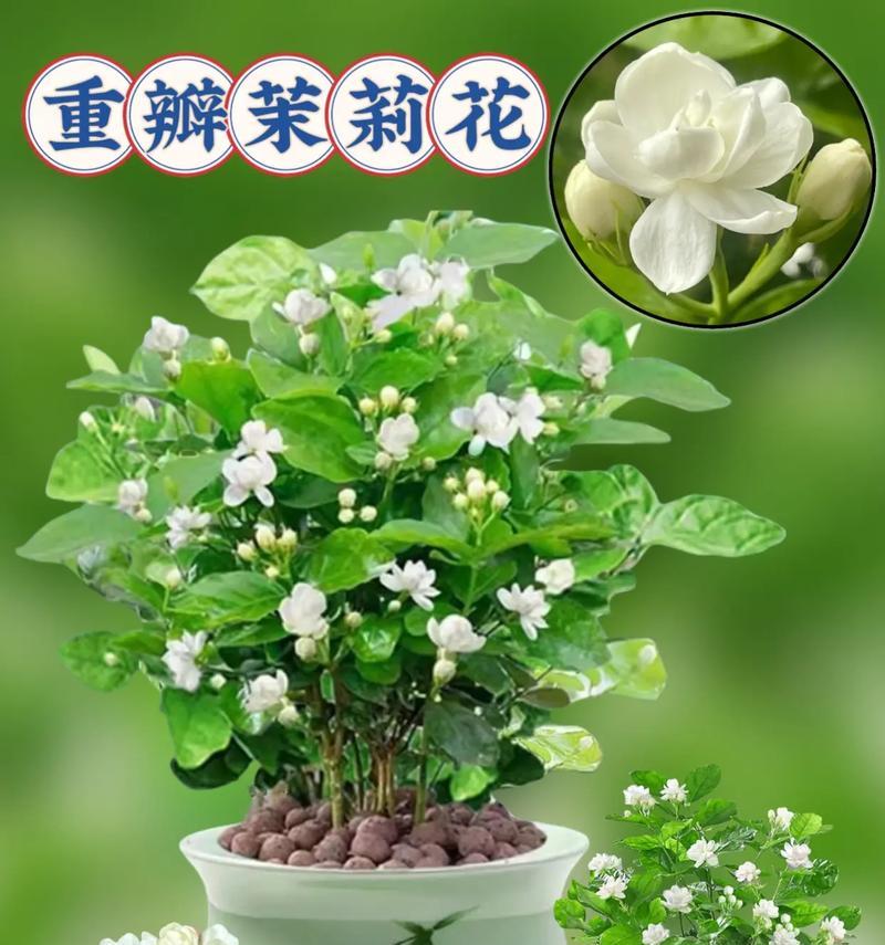 茉莉花语中蕴含了哪些美好寓意？