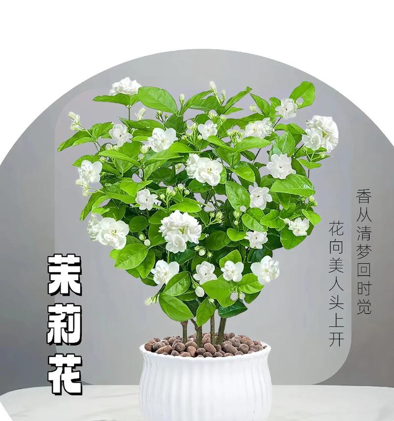 茉莉花语中蕴含了哪些美好寓意？