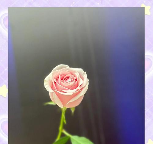 30朵粉玫瑰的花语是什么？粉玫瑰数量与花语的关系？